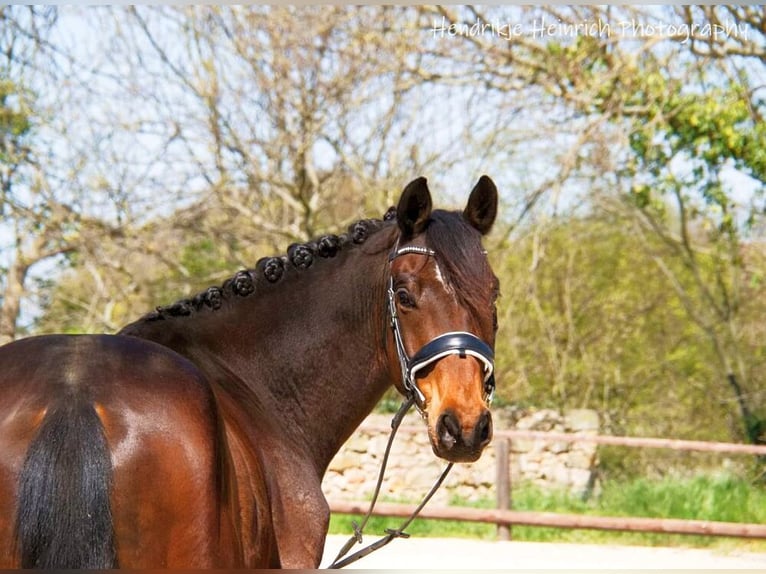 Deutsches Sportpferd Wallach 11 Jahre 166 cm Brauner in Altenberge