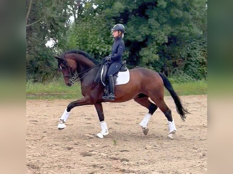 Deutsches Sportpferd Wallach 11 Jahre 166 cm Brauner in Altenberge