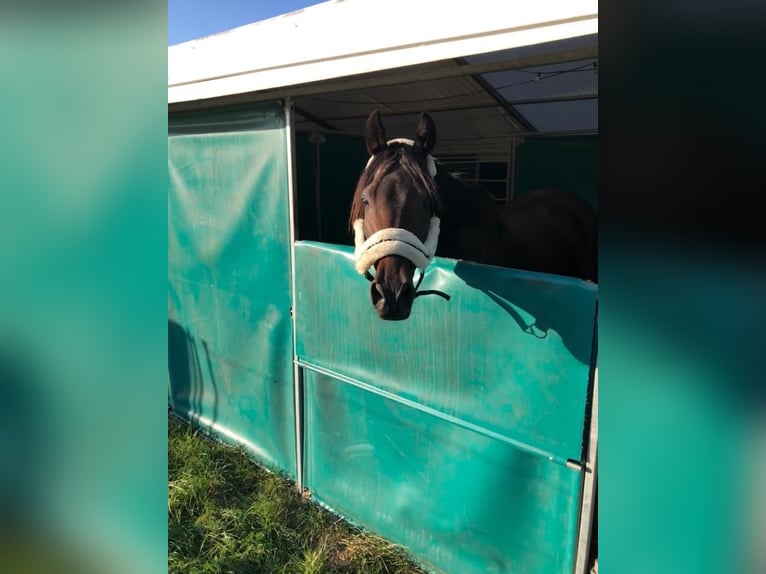 Deutsches Sportpferd Wallach 11 Jahre 167 cm Brauner in Ilsenburg