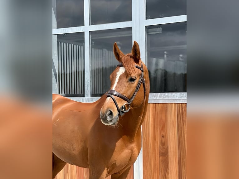 Deutsches Sportpferd Wallach 11 Jahre 167 cm Fuchs in Sebnitz