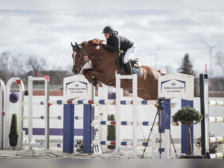 Deutsches Sportpferd Wallach 11 Jahre 167 cm Fuchs in Sebnitz
