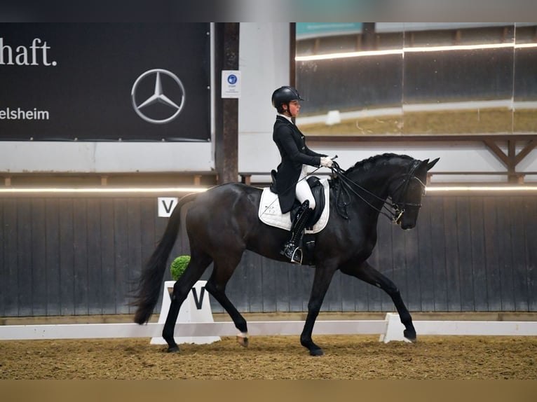 Deutsches Sportpferd Wallach 11 Jahre 167 cm Rappe in Würzburg