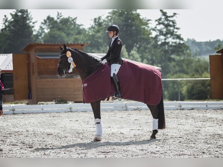 Deutsches Sportpferd Wallach 11 Jahre 167 cm Rappe in Würzburg