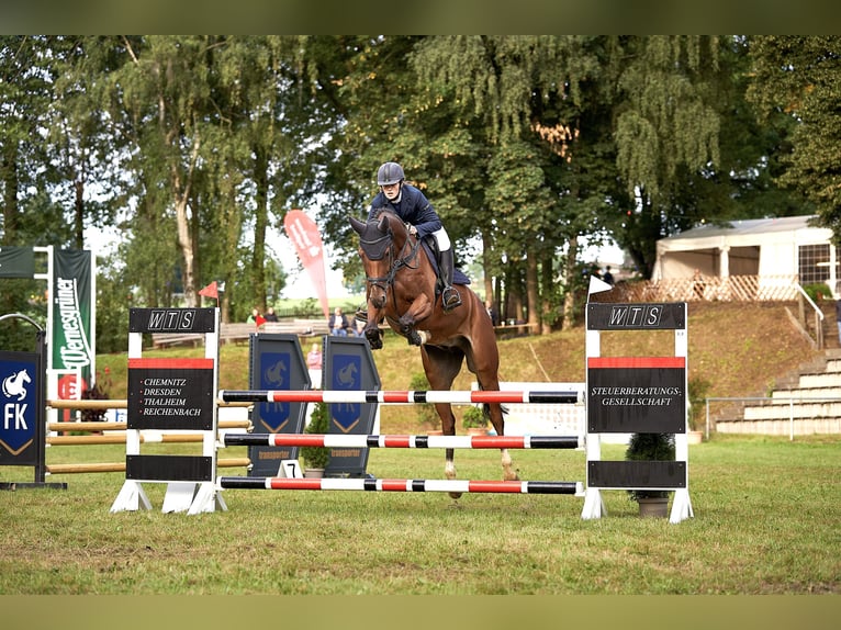 Deutsches Sportpferd Wallach 11 Jahre 168 cm Brauner in Lengenfeld