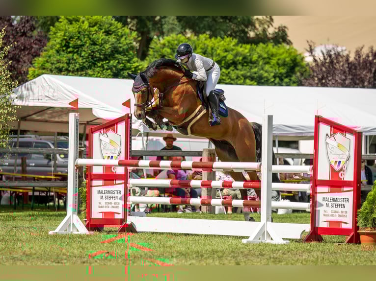 Deutsches Sportpferd Wallach 11 Jahre 168 cm Brauner in Treuenbrietzen