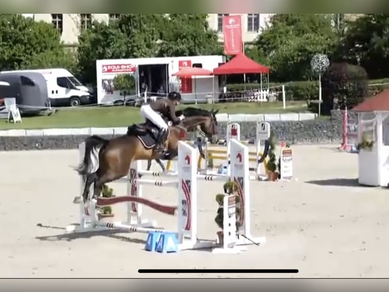 Deutsches Sportpferd Wallach 11 Jahre 168 cm Brauner in Rauschwitz