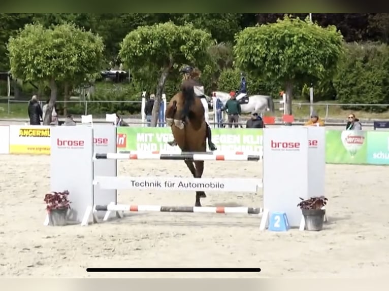 Deutsches Sportpferd Wallach 11 Jahre 168 cm Brauner in Rauschwitz