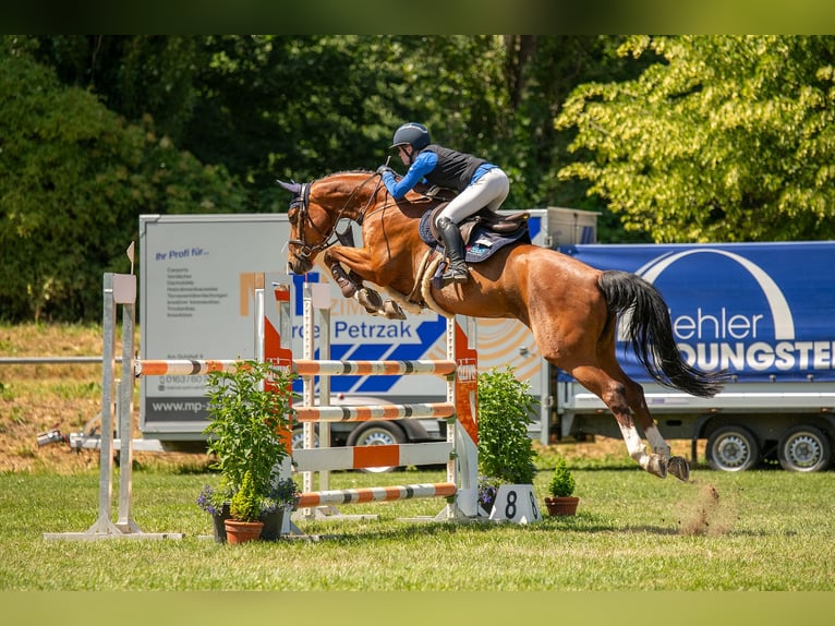 Deutsches Sportpferd Wallach 11 Jahre 168 cm Brauner in Treuenbrietzen