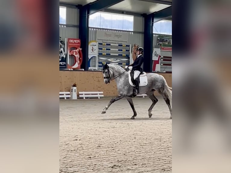 Deutsches Sportpferd Wallach 11 Jahre 168 cm Fliegenschimmel in Bockenem