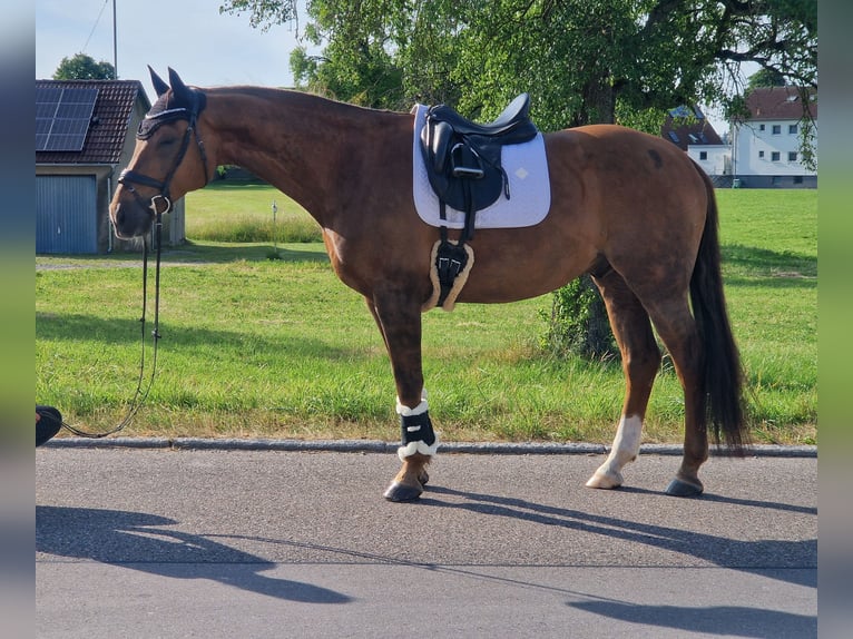Deutsches Sportpferd Wallach 11 Jahre 168 cm Fuchs in Crailsheim
