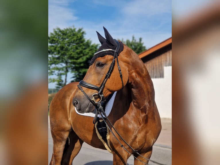 Deutsches Sportpferd Wallach 11 Jahre 168 cm Fuchs in Crailsheim