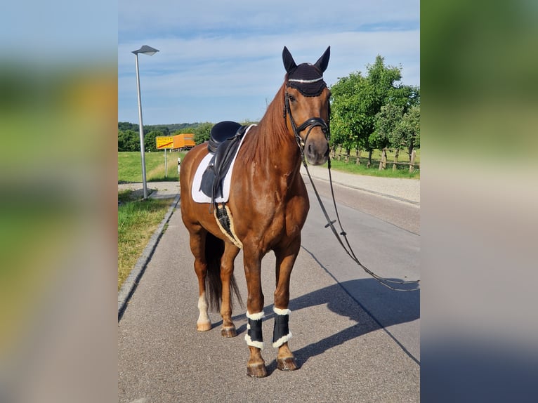 Deutsches Sportpferd Wallach 11 Jahre 168 cm Fuchs in Crailsheim