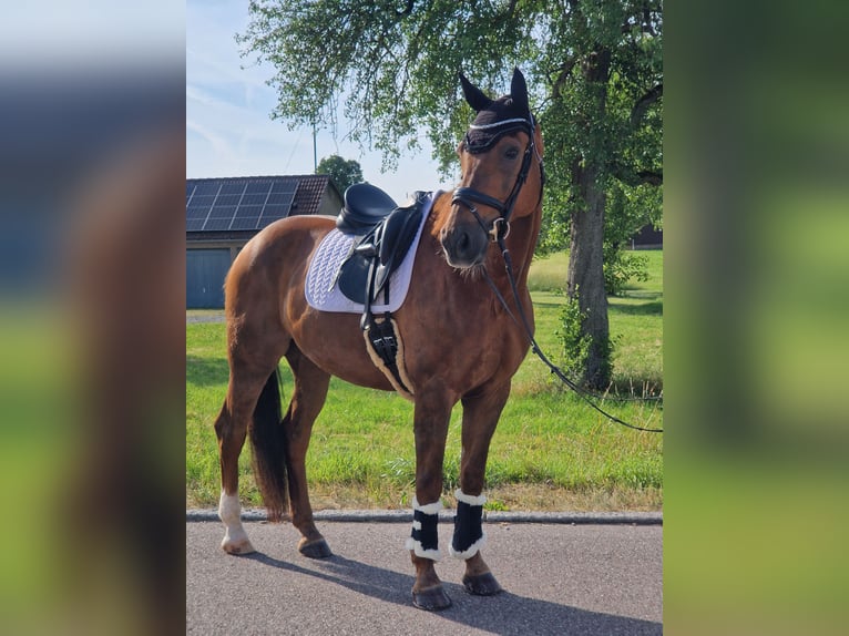Deutsches Sportpferd Wallach 11 Jahre 168 cm Fuchs in Crailsheim