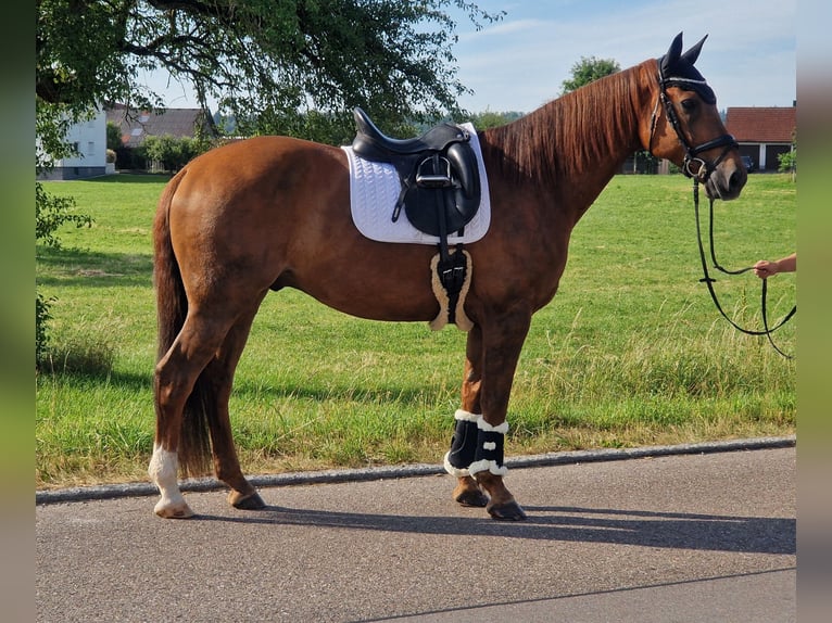 Deutsches Sportpferd Wallach 11 Jahre 168 cm Fuchs in Crailsheim