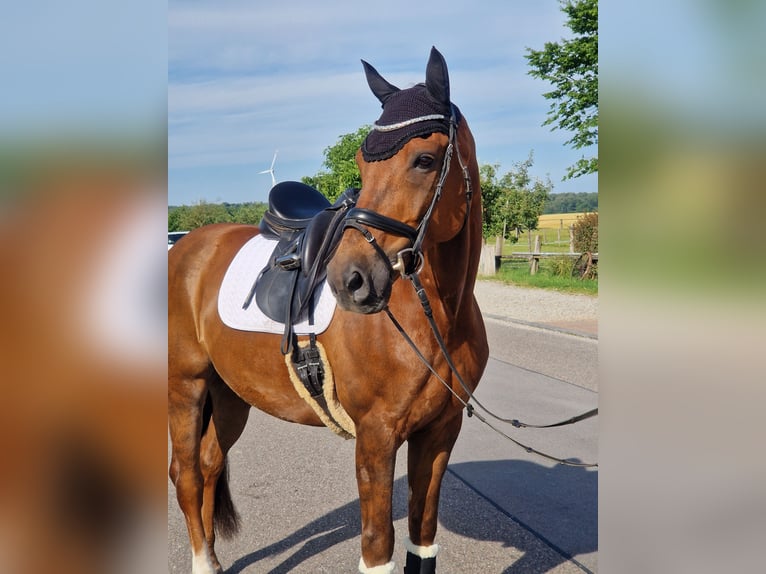Deutsches Sportpferd Wallach 11 Jahre 168 cm Fuchs in Crailsheim