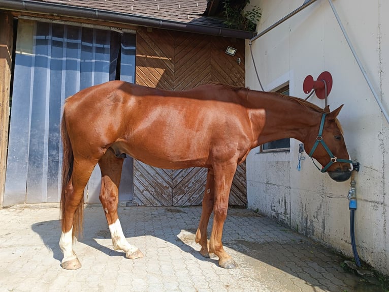 Deutsches Sportpferd Wallach 11 Jahre 168 cm Fuchs in Ungenach