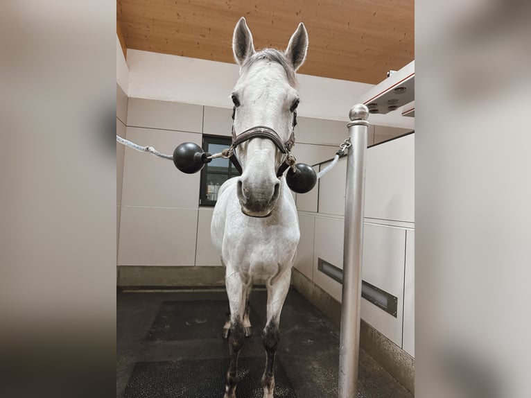 Deutsches Sportpferd Wallach 11 Jahre 169 cm Apfelschimmel in Tengling