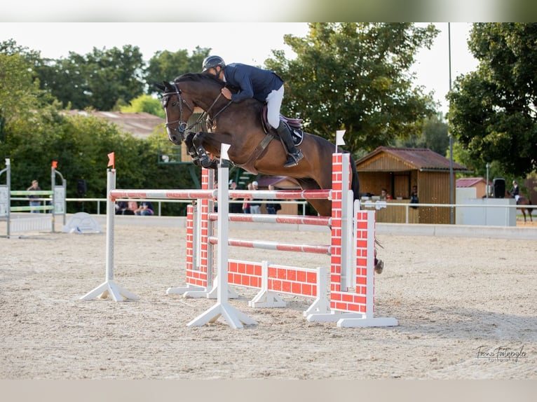 Deutsches Sportpferd Wallach 11 Jahre 170 cm Brauner in Dinkelsb&#xFC;hl