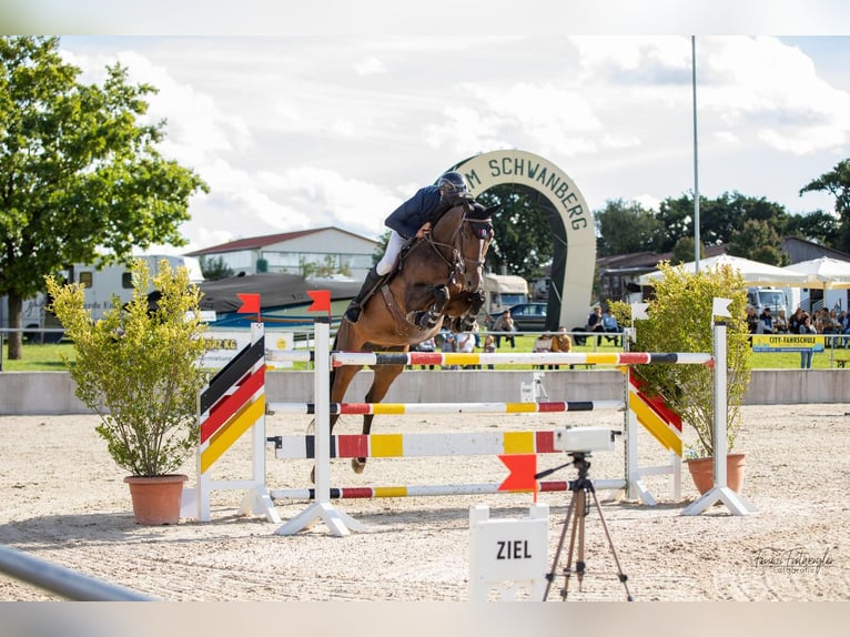 Deutsches Sportpferd Wallach 11 Jahre 170 cm Brauner in Dinkelsb&#xFC;hl