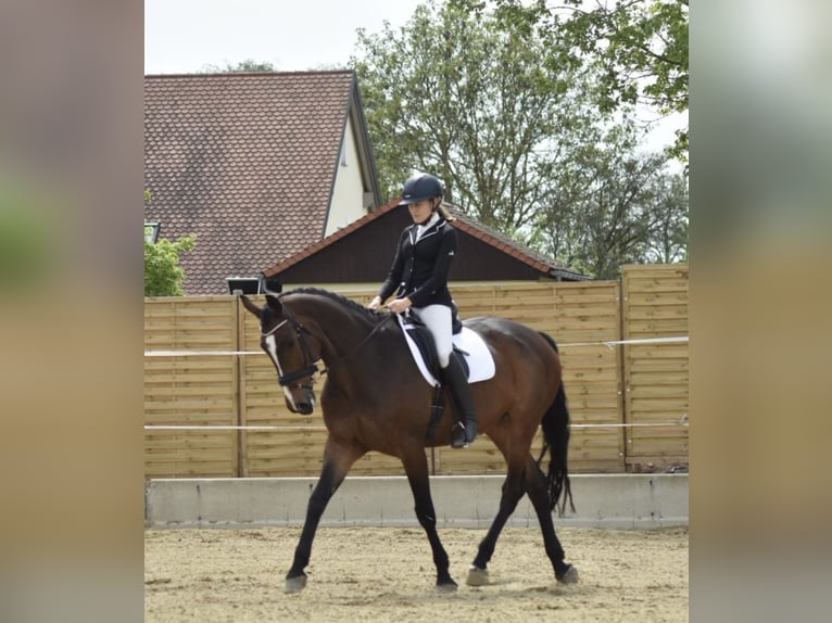 Deutsches Sportpferd Wallach 11 Jahre 170 cm Brauner in Dinkelsb&#xFC;hl