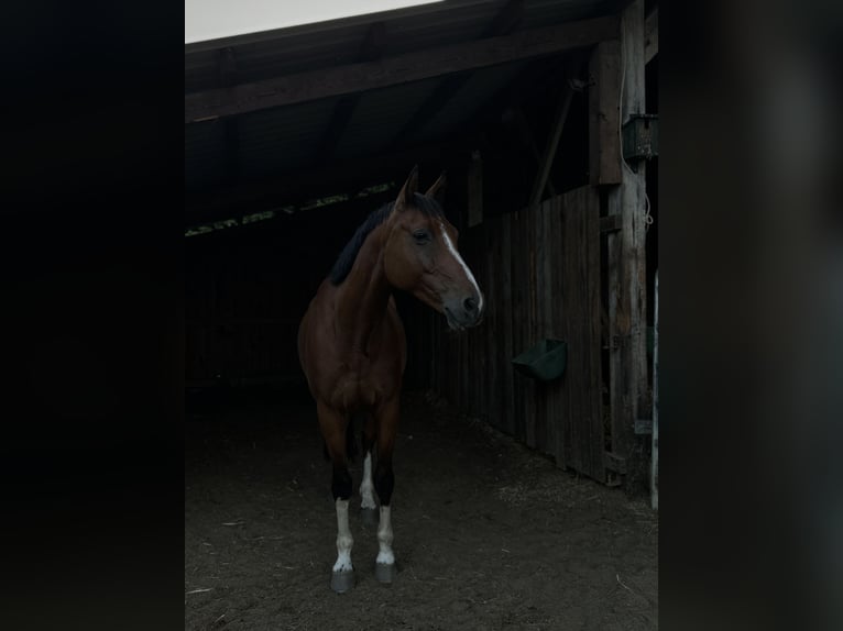 Deutsches Sportpferd Wallach 11 Jahre 170 cm Brauner in Treuenbrietzen