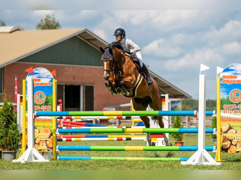 Deutsches Sportpferd Wallach 11 Jahre 170 cm Brauner in Treuenbrietzen