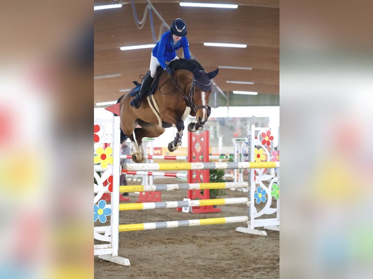 Deutsches Sportpferd Wallach 11 Jahre 170 cm Brauner in Treuenbrietzen