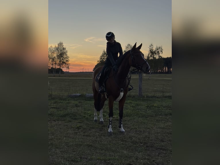 Deutsches Sportpferd Wallach 11 Jahre 170 cm Brauner in Treuenbrietzen