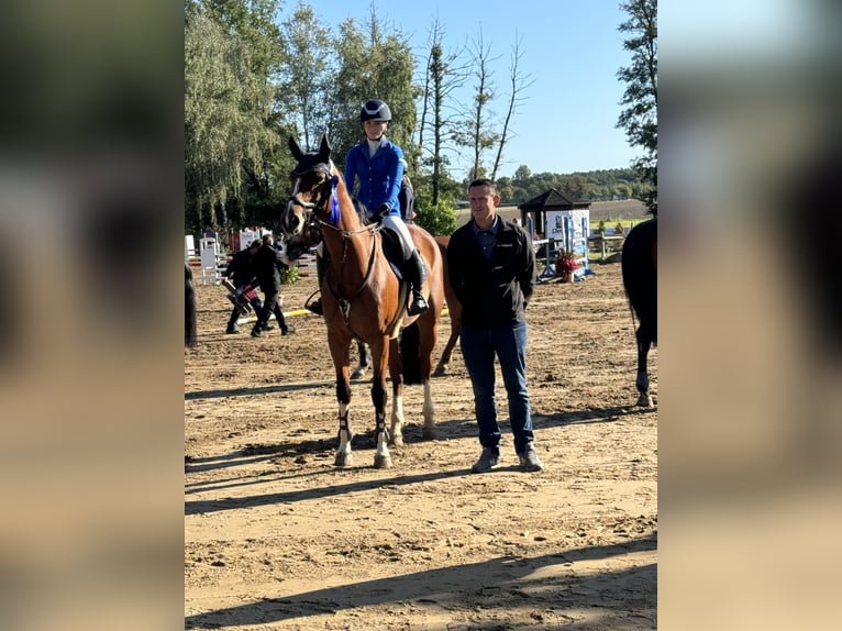 Deutsches Sportpferd Wallach 11 Jahre 170 cm Brauner in Treuenbrietzen