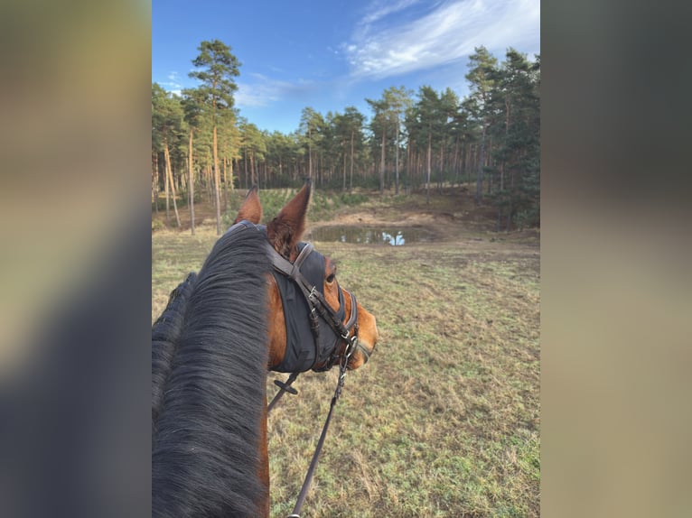 Deutsches Sportpferd Wallach 11 Jahre 170 cm Brauner in Treuenbrietzen