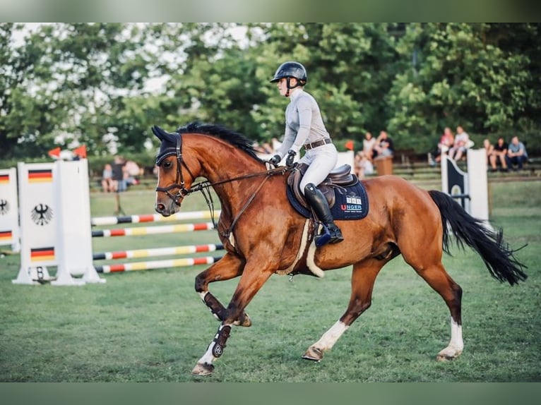 Deutsches Sportpferd Wallach 11 Jahre 170 cm Brauner in Treuenbrietzen