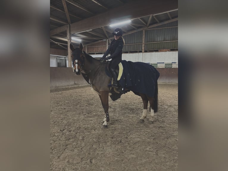 Deutsches Sportpferd Wallach 11 Jahre 170 cm Brauner in Treuenbrietzen