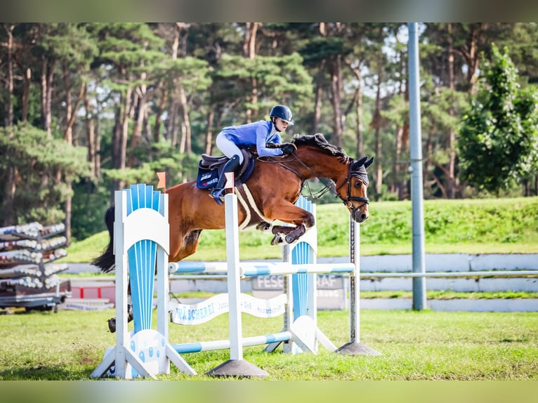 Deutsches Sportpferd Wallach 11 Jahre 170 cm Brauner in Treuenbrietzen