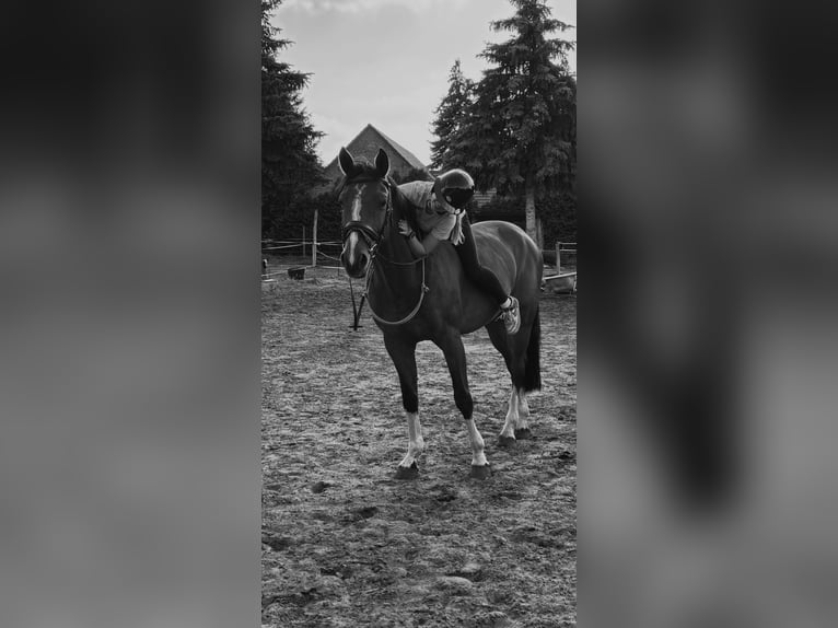 Deutsches Sportpferd Wallach 11 Jahre 170 cm Brauner in Treuenbrietzen