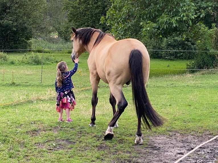 Deutsches Sportpferd Wallach 11 Jahre 170 cm Buckskin in Pritzwalk
