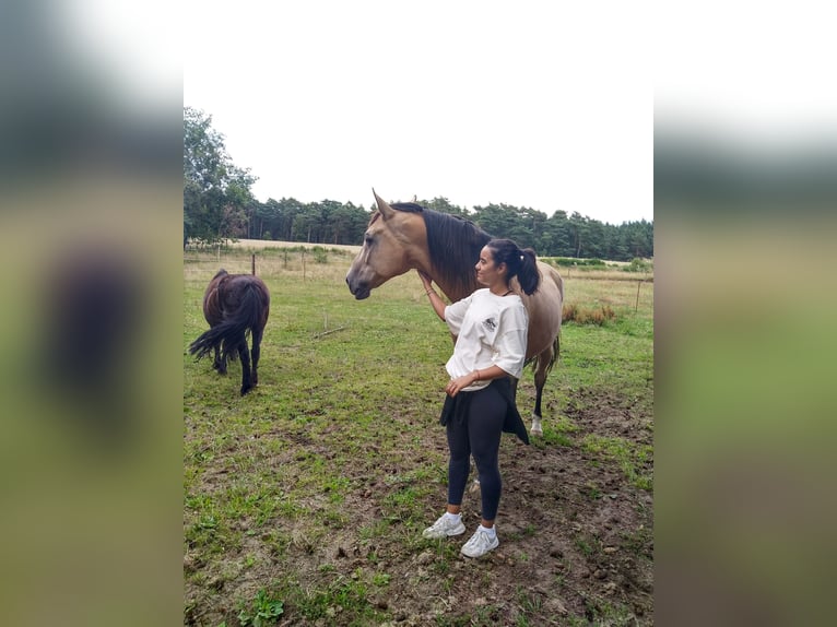 Deutsches Sportpferd Wallach 11 Jahre 170 cm Buckskin in Pritzwalk