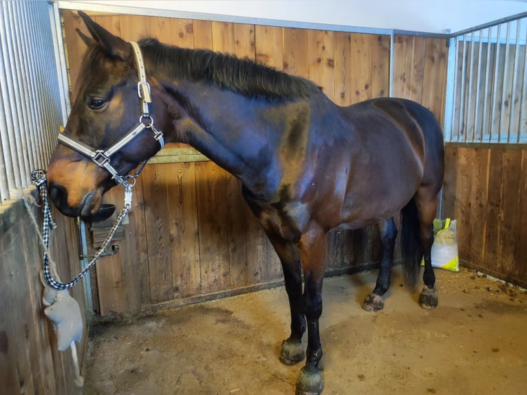 Deutsches Sportpferd Wallach 11 Jahre 170 cm Dunkelbrauner in Innsbruck