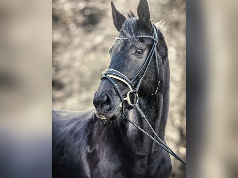Deutsches Sportpferd Wallach 11 Jahre 170 cm Rappe in Langenargen