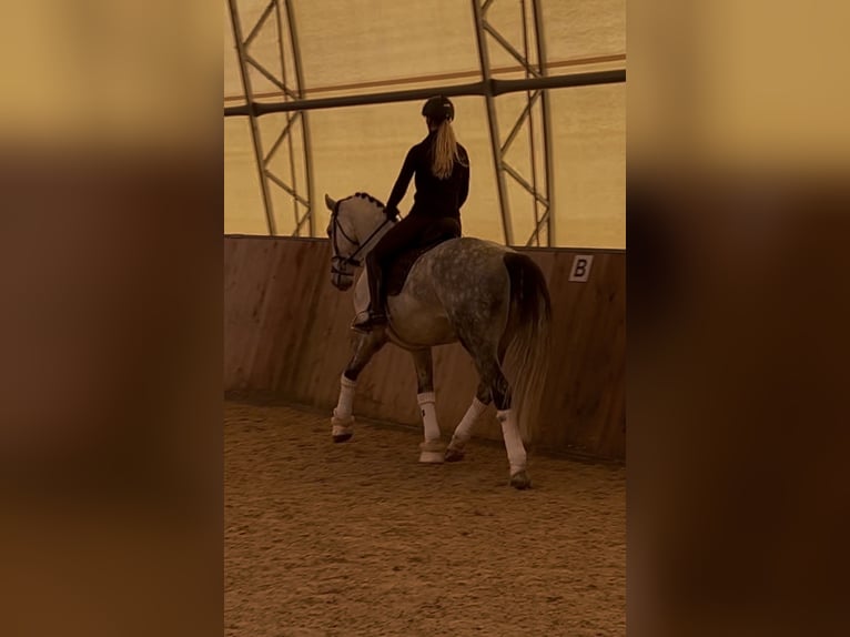 Deutsches Sportpferd Wallach 11 Jahre 170 cm Schimmel in Schönthal