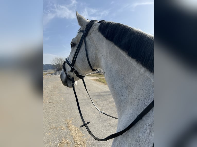 Deutsches Sportpferd Wallach 11 Jahre 170 cm Schimmel in Schönthal