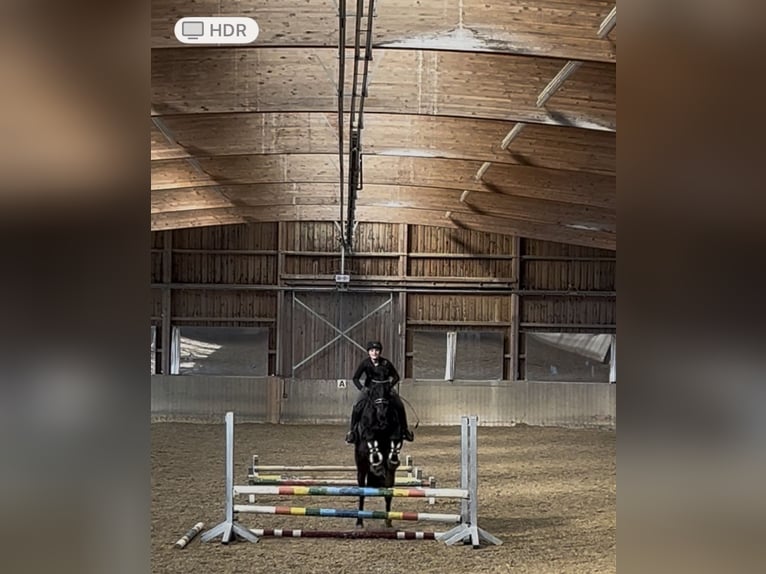 Deutsches Sportpferd Wallach 11 Jahre 170 cm Schwarzbrauner in Gräfelfing