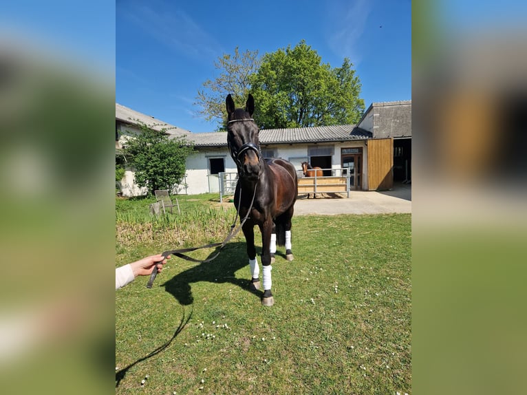 Deutsches Sportpferd Wallach 11 Jahre 170 cm Schwarzbrauner in Gräfelfing