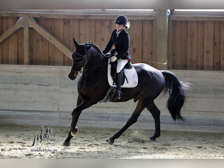 Deutsches Sportpferd Wallach 11 Jahre 170 cm Schwarzbrauner in Gräfelfing