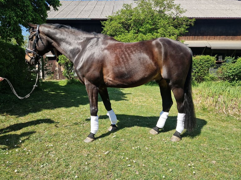 Deutsches Sportpferd Wallach 11 Jahre 170 cm Schwarzbrauner in Gräfelfing