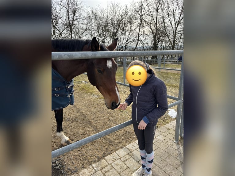 Deutsches Sportpferd Wallach 11 Jahre 172 cm Brauner in Holzkirchen