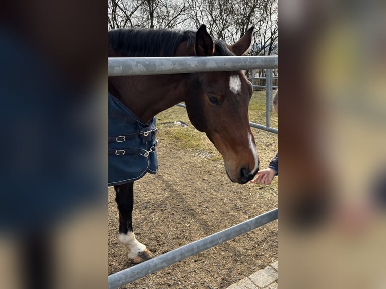 Deutsches Sportpferd Wallach 11 Jahre 172 cm Brauner in Holzkirchen