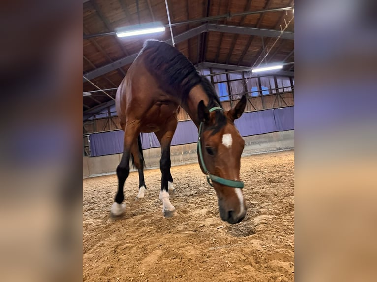 Deutsches Sportpferd Wallach 11 Jahre 172 cm Brauner in Holzkirchen