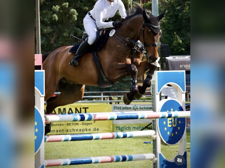 Deutsches Sportpferd Wallach 11 Jahre 172 cm Brauner in Bad Schmiedeberg