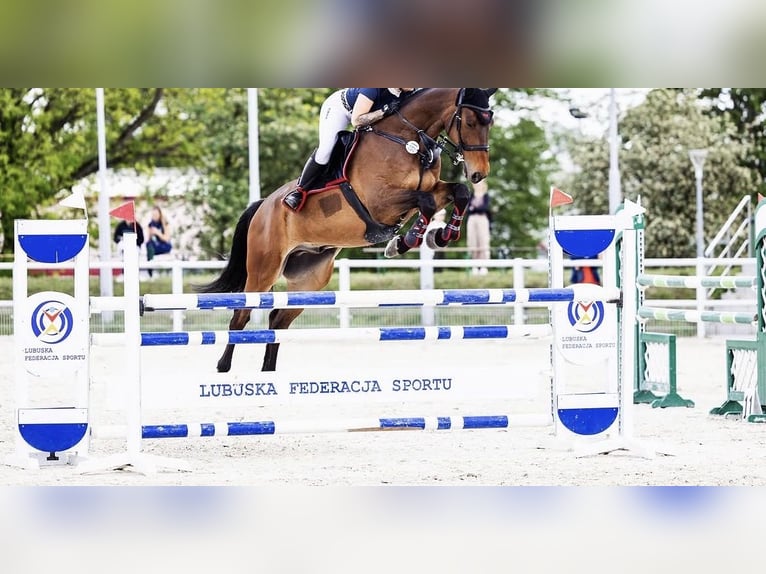Deutsches Sportpferd Wallach 11 Jahre 172 cm Brauner in Bad Schmiedeberg