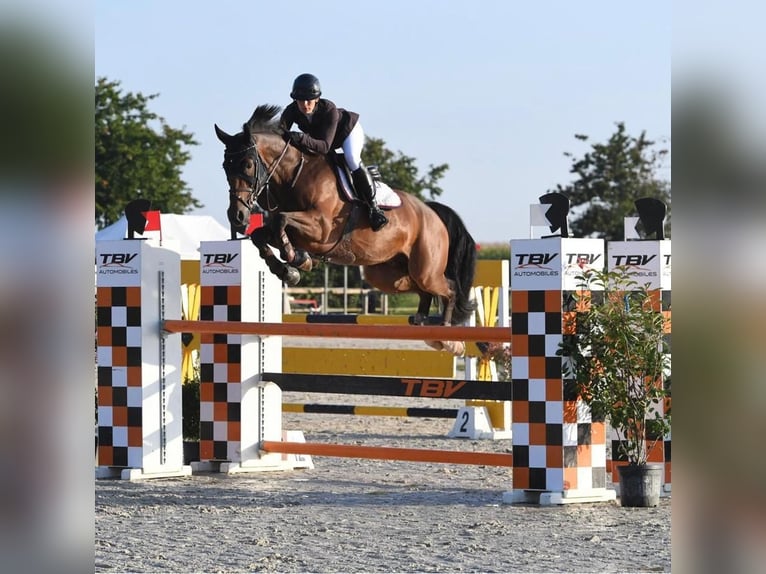 Deutsches Sportpferd Wallach 11 Jahre 172 cm Dunkelbrauner in istanbul
